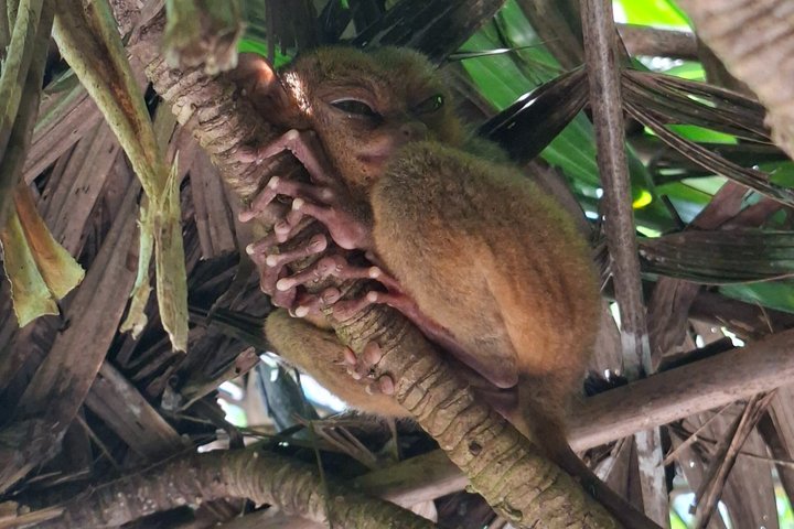 2026 Affordable Bohol: Tarsier Sanctuary & Chocolate Hills