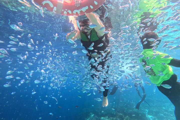 Bohol Balicasag Snorkeling and Virgin Island Hopping with Lunch