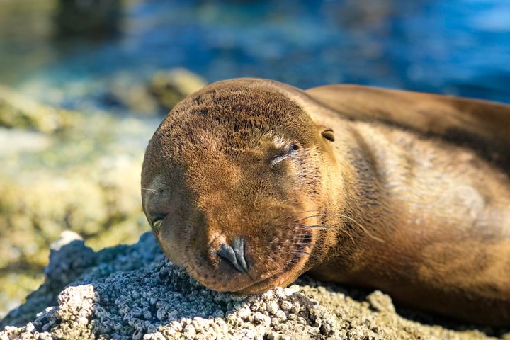Balandra adventure: sea lions, kayak, and hike in paradise