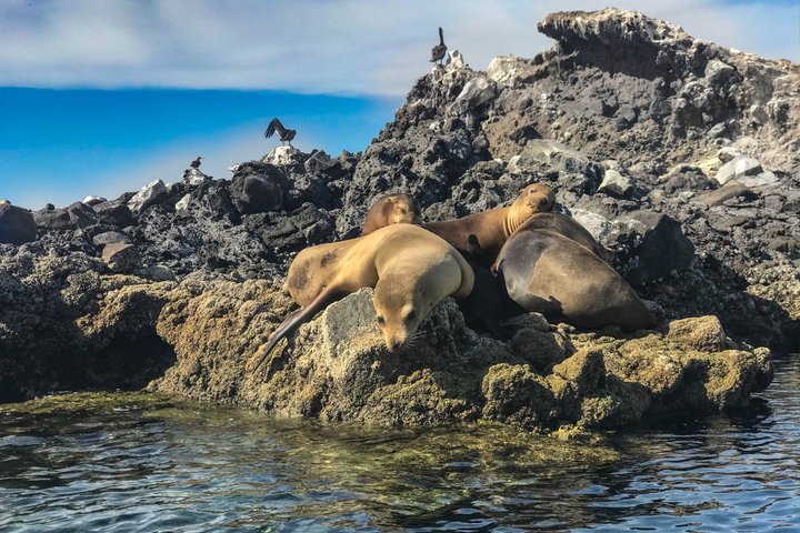 Balandra adventure: sea lions, kayak, and hike in paradise