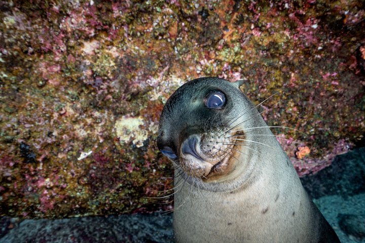Balandra adventure: sea lions, kayak, and hike in paradise