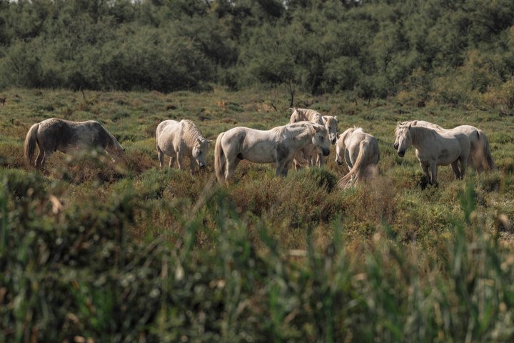 4x4 Camargue Safari 4h - Departure from Arles