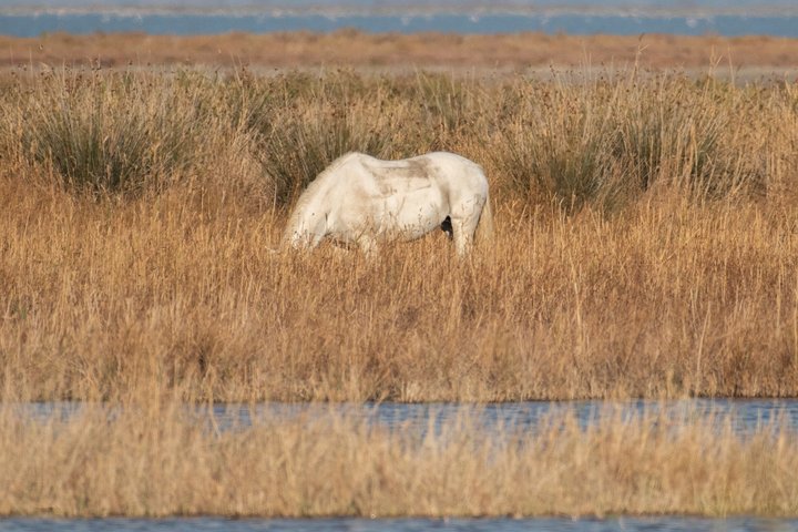 4x4 Camargue Safari 4h - Private Tour - Departure from Arles