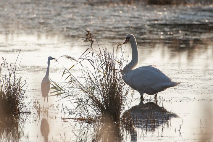 4x4 Camargue Safari 4h - Private Tour - Departure from Arles