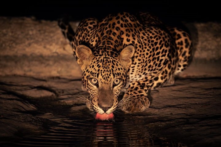 Yala National Park Safari Tours - Half Day & Full Day