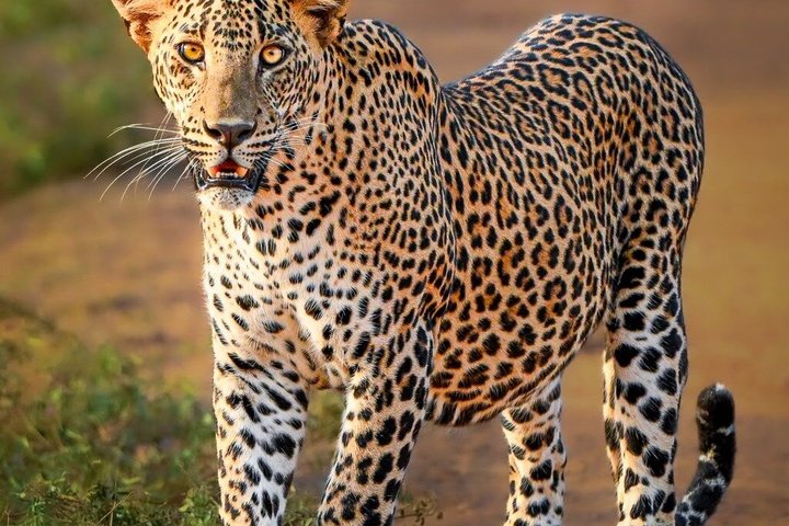 Yala National Park Safari Tours - Half Day & Full Day