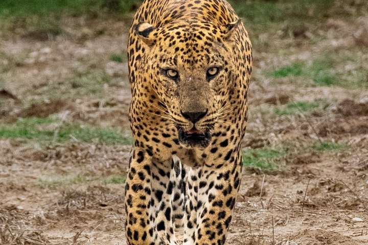 Yala National Park Safari Tours - Half Day & Full Day