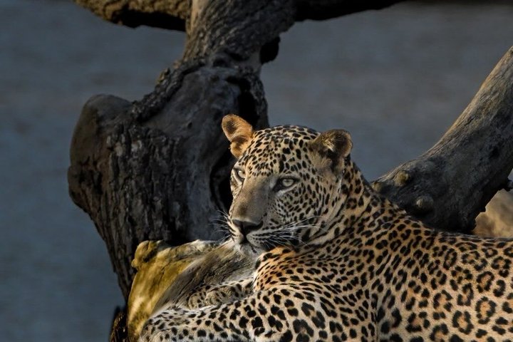 Yala National Park Safari Tours - Half Day & Full Day