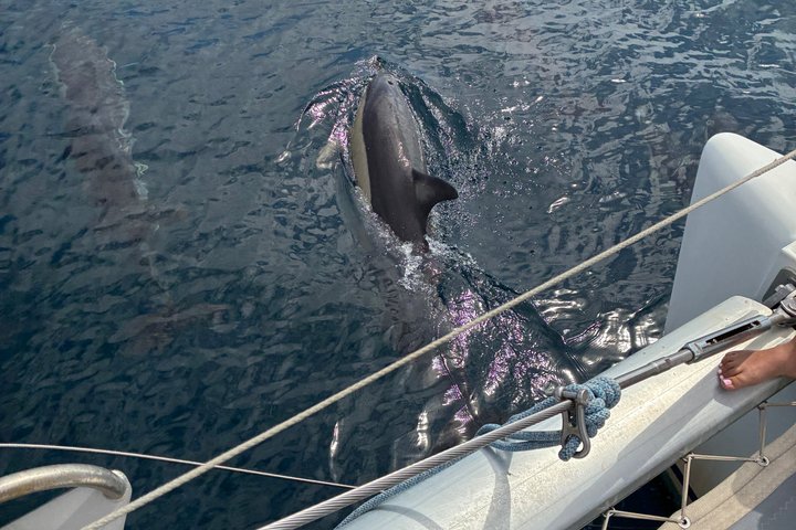 Dolphin trips on a catamaran