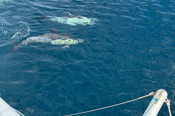 Dolphin trips on a catamaran