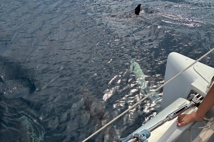 Dolphin trips on a catamaran
