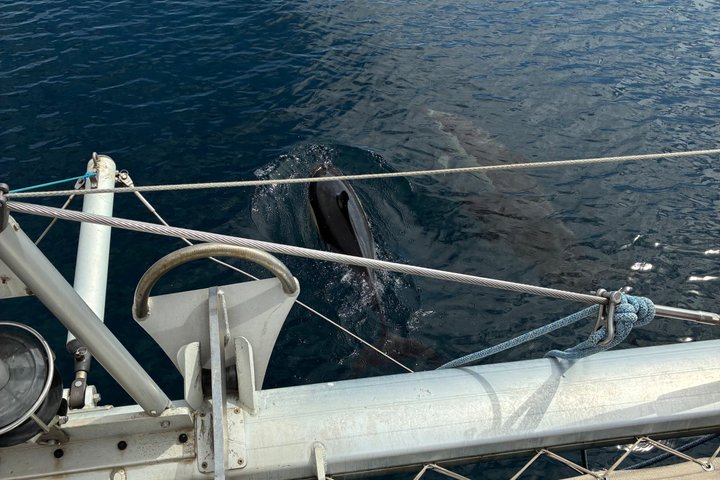 Dolphin trips on a catamaran