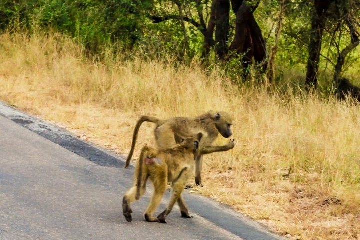 Kruger National Park Morning Safari Experience (Minimum 2 Peope)