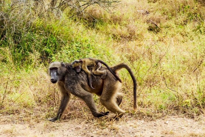 Kruger National Park Morning Safari Experience (Minimum 2 Peope)