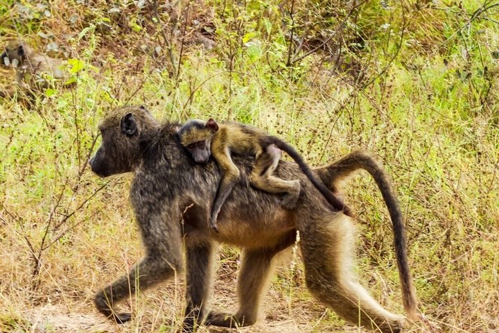 Kruger National Park Morning Safari Experience (Minimum 2 Peope)
