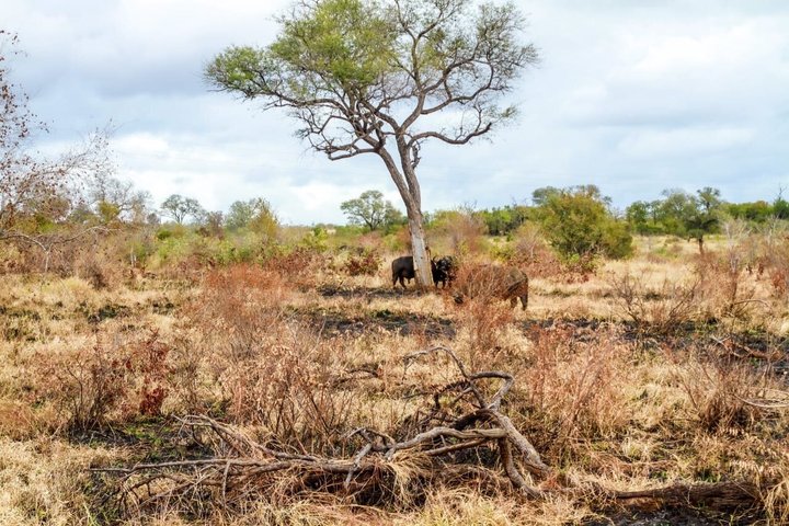Kruger National Park Morning Safari Experience (Minimum 2 Peope)