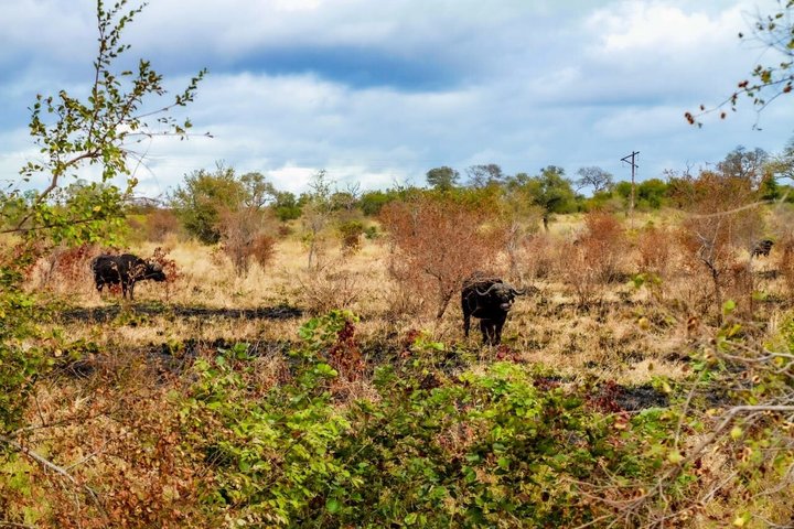 Kruger National Park Morning Safari Experience (Minimum 2 Peope)