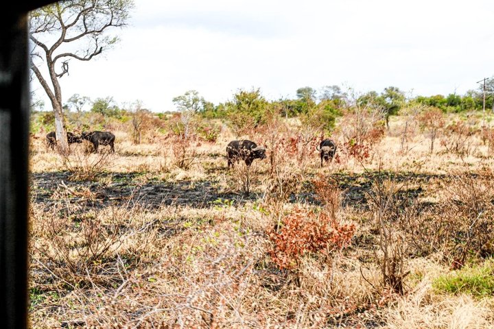 Kruger National Park Morning Safari Experience (Minimum 2 Peope)
