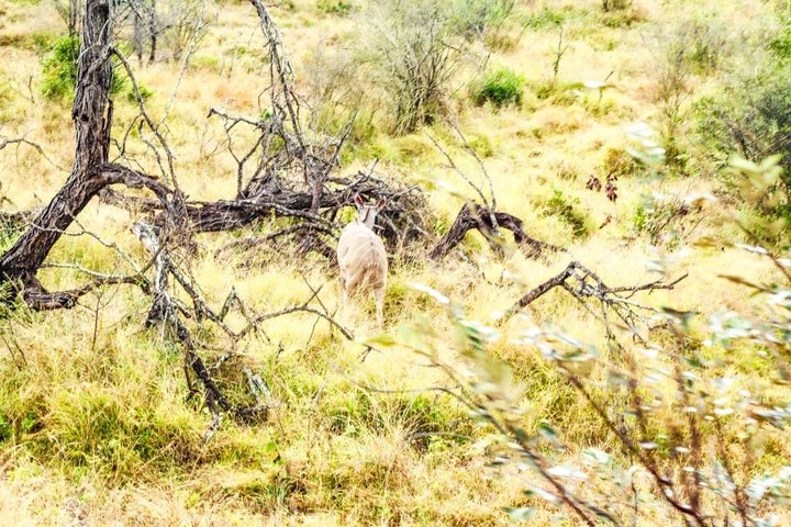 Kruger National Park Morning Safari Experience (Minimum 2 Peope)