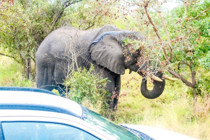Kruger National Park Morning Safari Experience (Minimum 2 Peope)