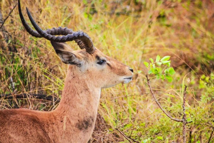 Kruger National Park Morning Safari Experience (Minimum 2 Peope)