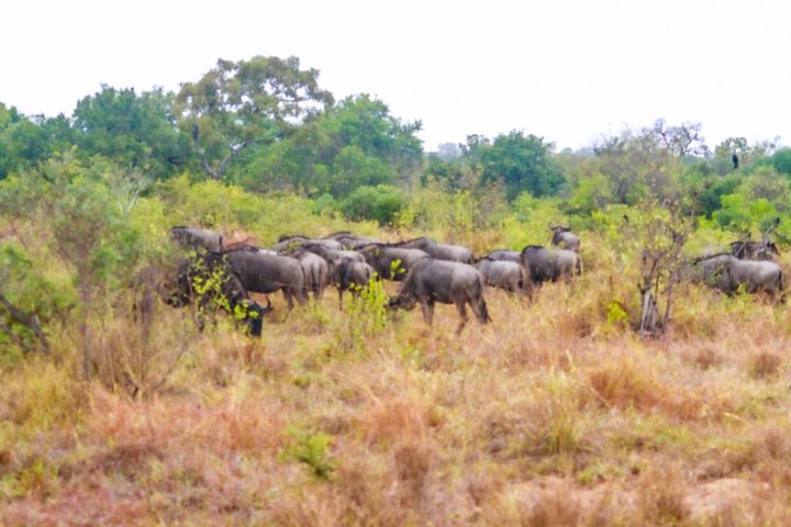 Kruger National Park Morning Safari Experience (Minimum 2 Peope)