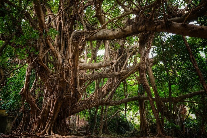 Okinawa Like a Local: Private Tour of Hidden Gems & Local Spots
