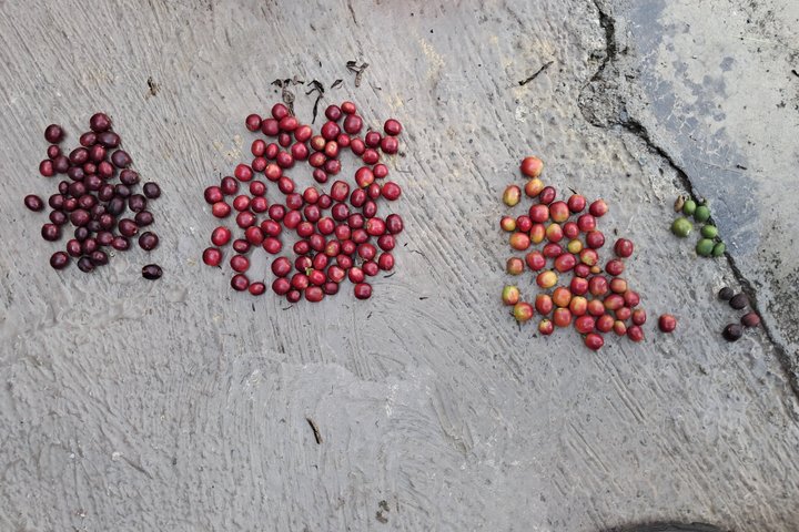 Agroecological coffee farm experience
