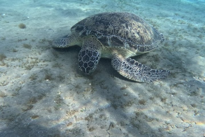 Sharm El Naga Full Day Snorkeling with Turtles & Lunch – Hurghada