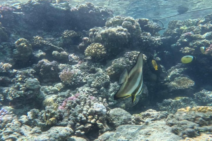 Sharm El Naga Full Day Snorkeling with Turtles & Lunch – Hurghada