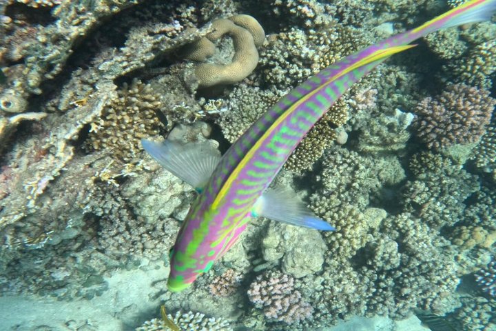 Sharm El Naga Full Day Snorkeling with Turtles & Lunch – Hurghada