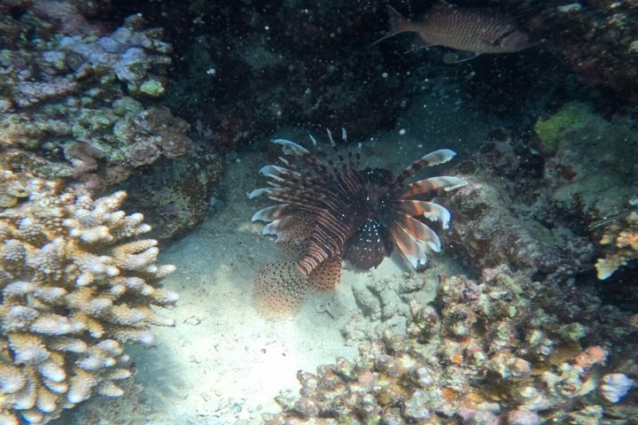 Abu Dabbab Full Day Snorkeling with Turtles & Dugong – Hurghada