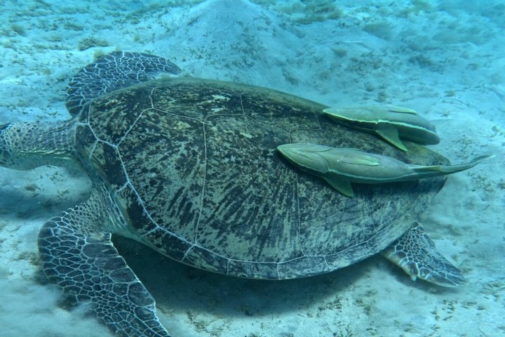 Abu Dabbab Full Day Snorkeling with Turtles & Dugong – Hurghada