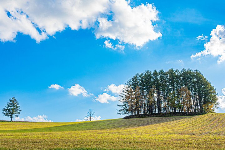 [Late Departure] Biei Best 5 Must-Visit Day Tour from Sapporo