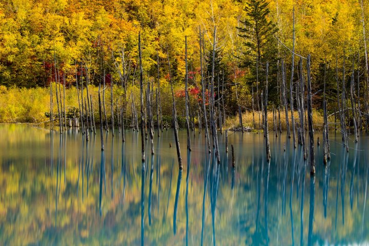 [Late Departure] Biei Best 5 Must-Visit Day Tour from Sapporo