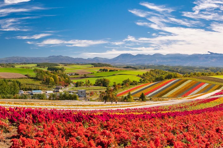 [Late Departure] Biei Best 5 Must-Visit Day Tour from Sapporo