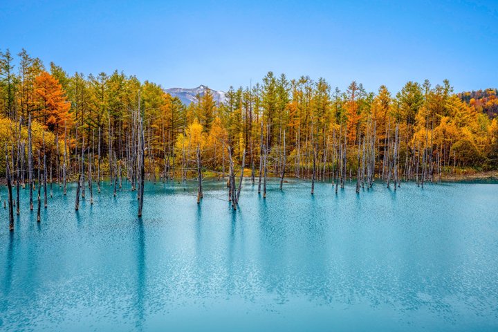 [Late Departure] Biei Best 5 Must-Visit Day Tour from Sapporo