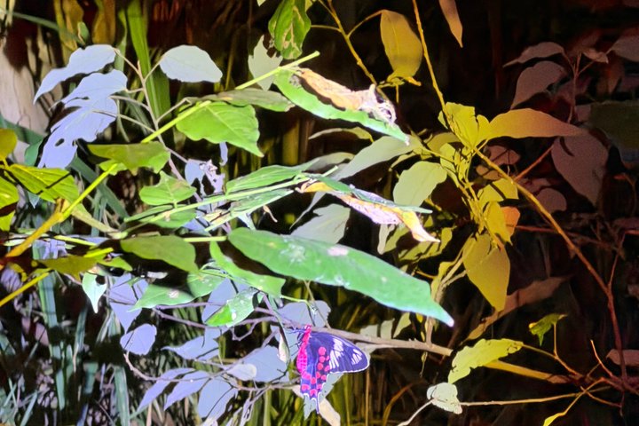 Sigiriya Loris Night Walk Experience with Local Guide
