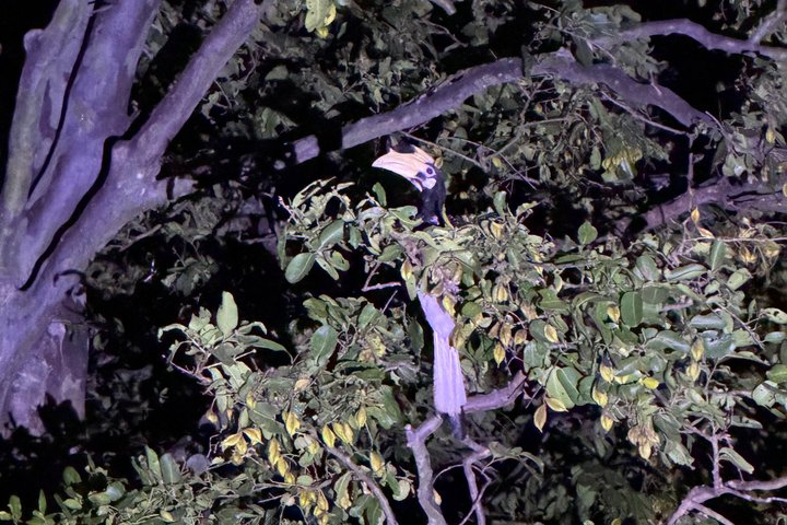 Sigiriya Loris Night Walk Experience with Local Guide