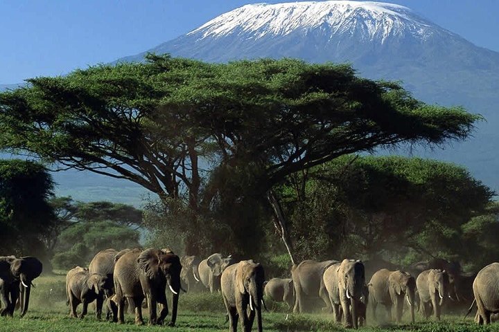 Amboseli Night Game Drives 4*4 Jeep