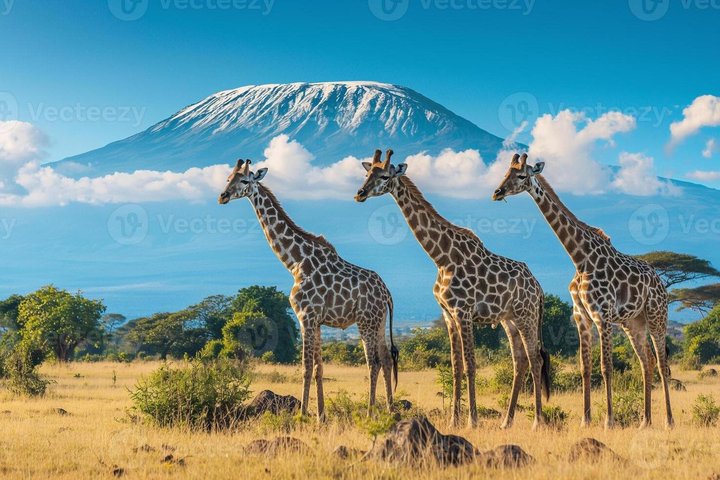 Amboseli Night Game Drives 4*4 Jeep