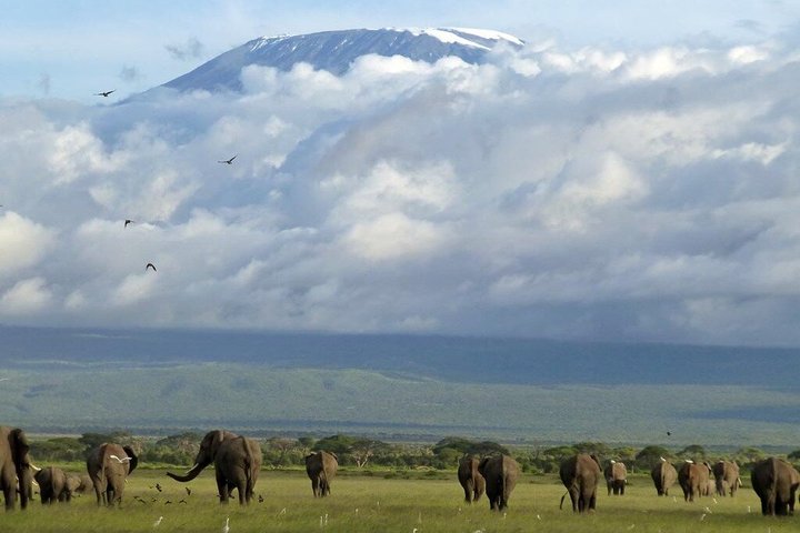 Amboseli Night Game Drives 4*4 Jeep
