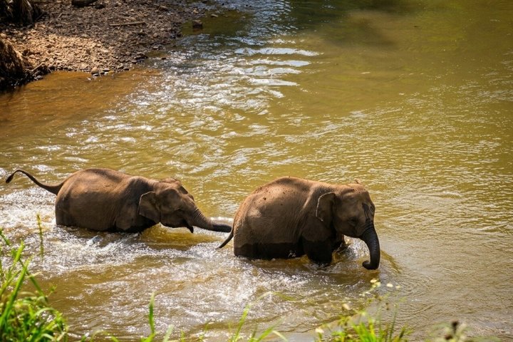 3-in-1: Doi Inthanon Tour, Elephant Sanctuary, and Trekking Trail