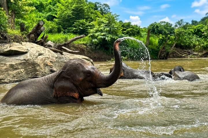 3-in-1: Doi Inthanon Tour, Elephant Sanctuary, and Trekking Trail