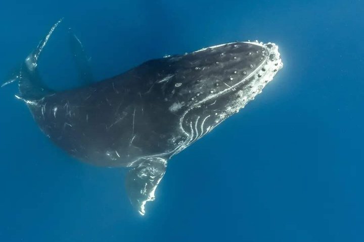 Dolphins and whale encounter on the West Coast of Mauritius
