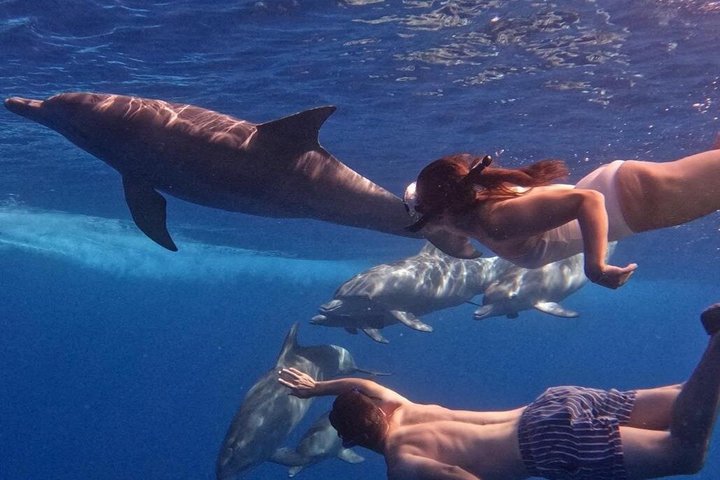 Dolphins and whale encounter on the West Coast of Mauritius
