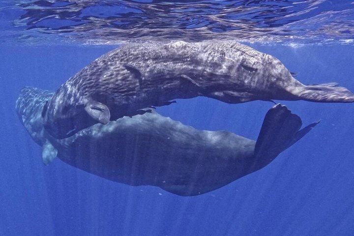 Dolphins and whale encounter on the West Coast of Mauritius