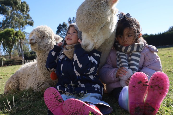 Christchurch Alpaca Farm Tour From Kaiapoi