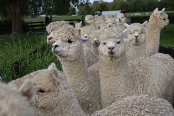 Christchurch Alpaca Farm Tour From Kaiapoi