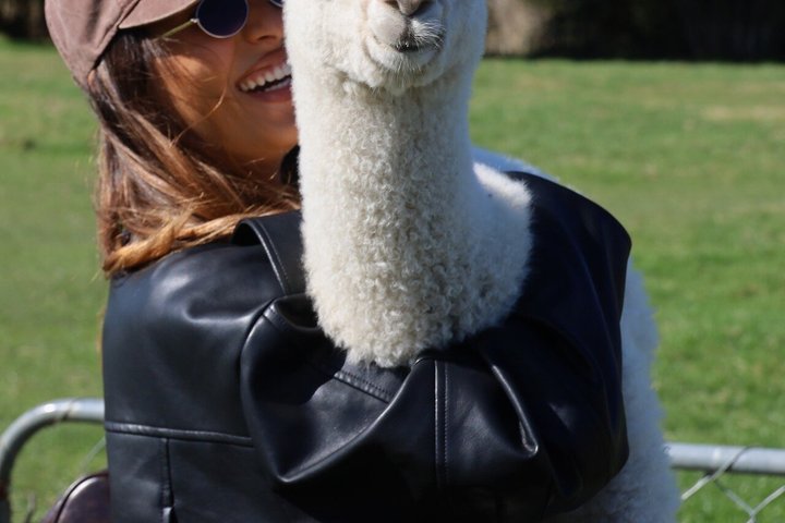 Christchurch Alpaca Farm Tour From Kaiapoi